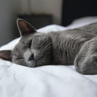 Cat sleeping on sheets